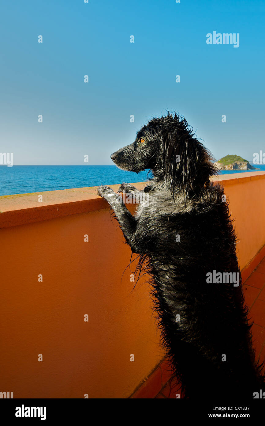 Wet Labrador dog standing on hind legs looking out to ocean from