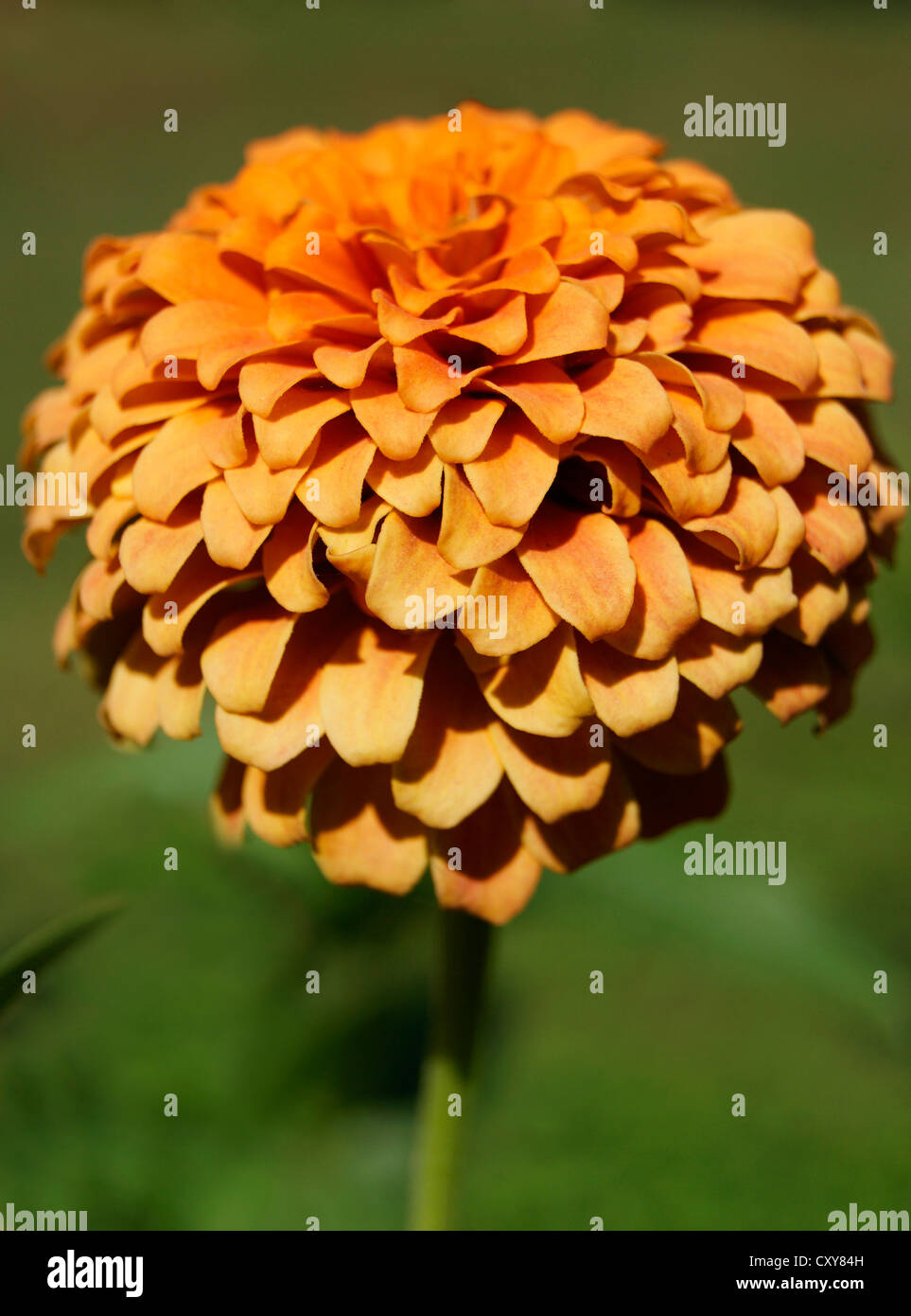 Orange zinnia flower closeup View from Garden at Kerala,India Stock Photo