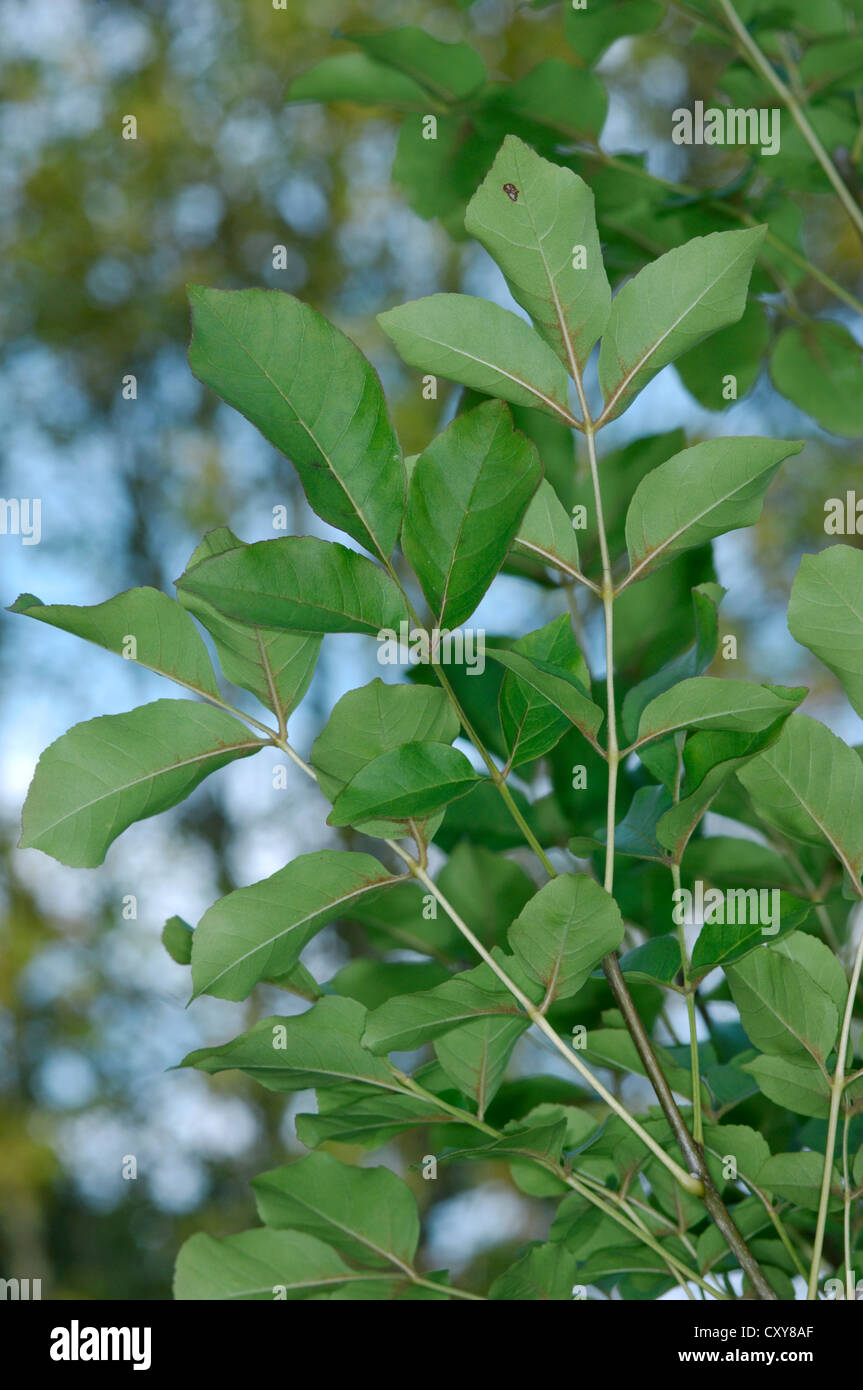 Manna Ash Fraxinus ornus (Oleaceae) Stock Photo