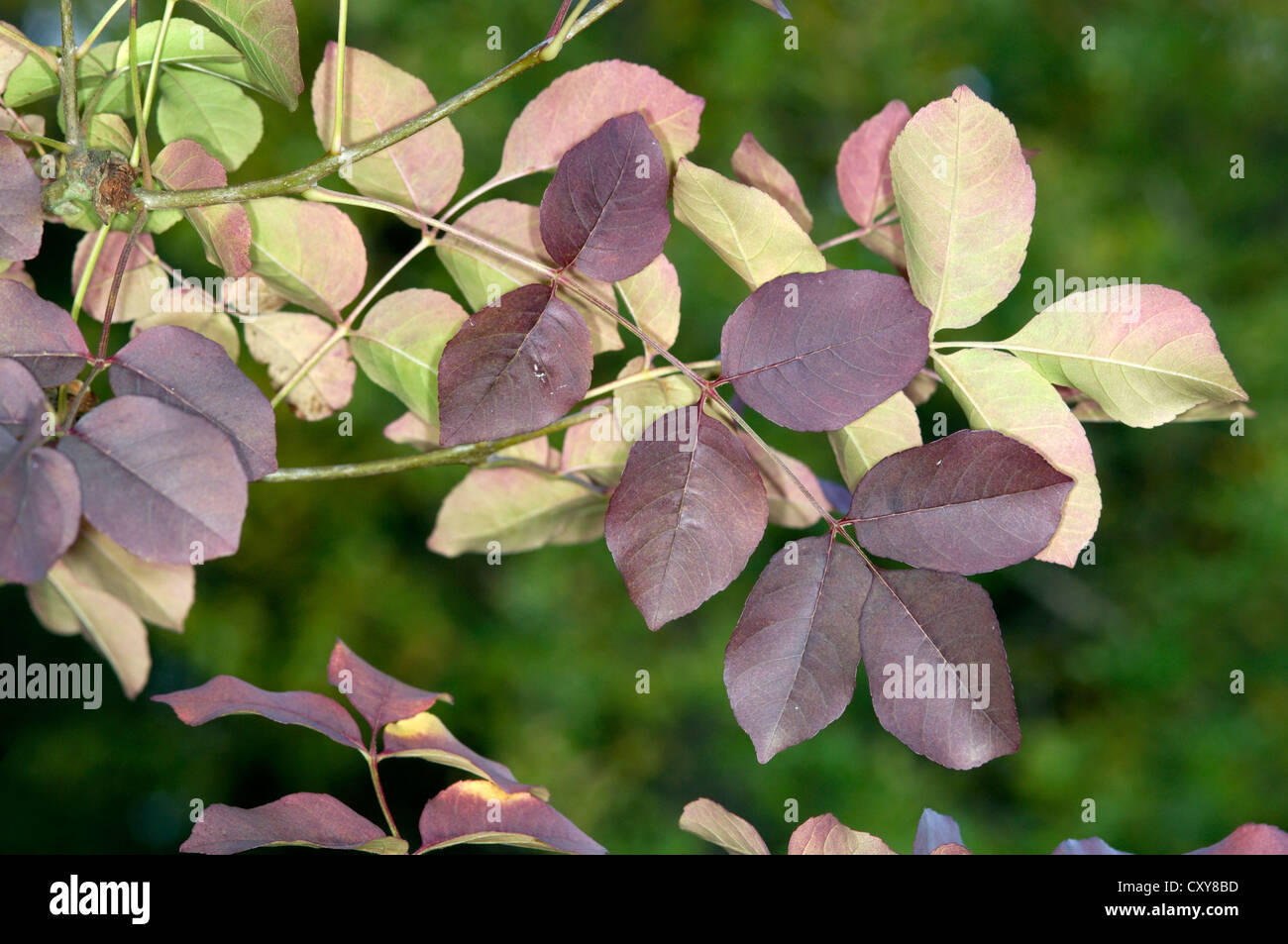 Manna Ash Fraxinus ornus (Oleaceae) Stock Photo