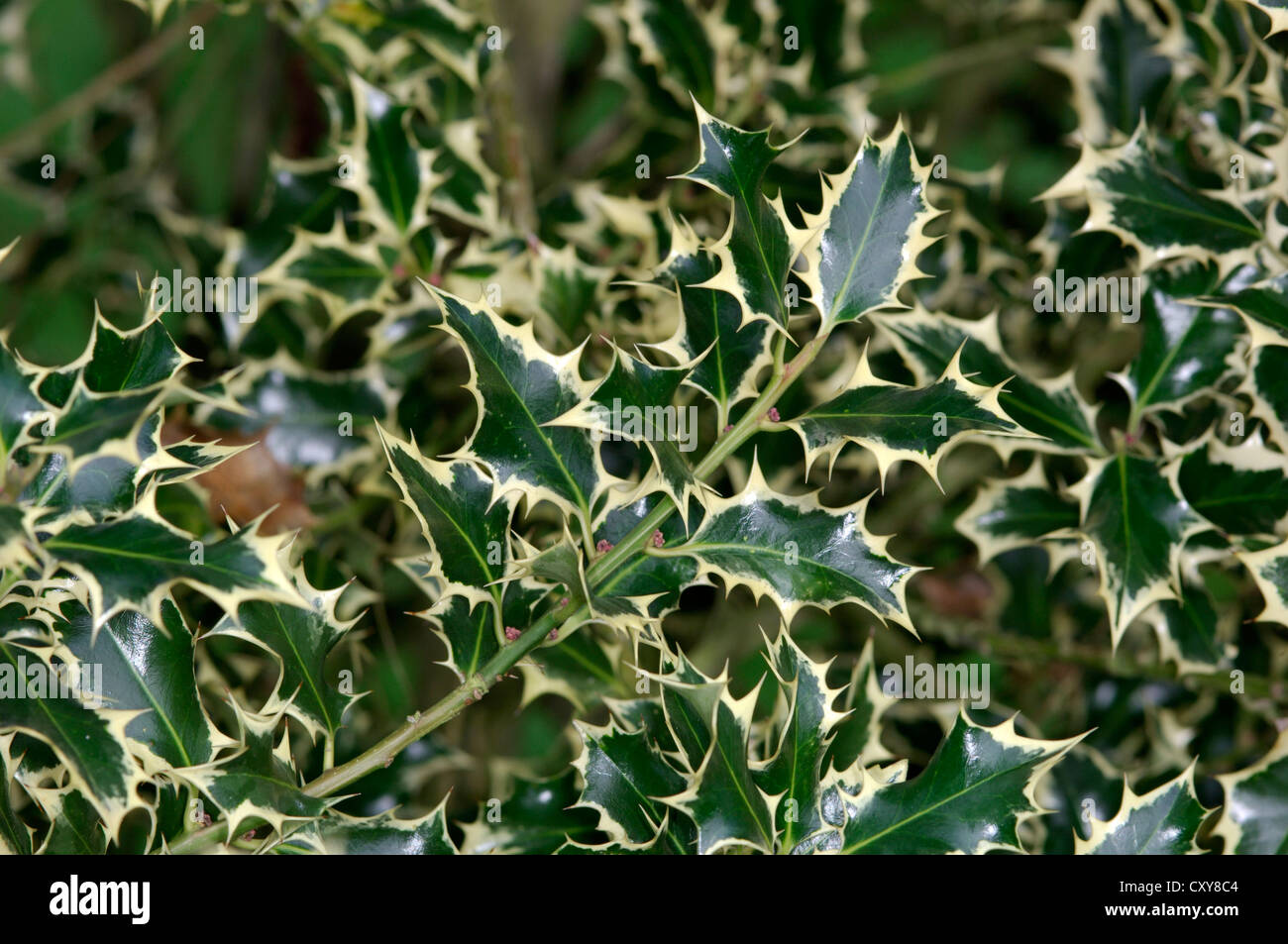Holly Ilex aquifolium Aquifoliaceae Stock Photo