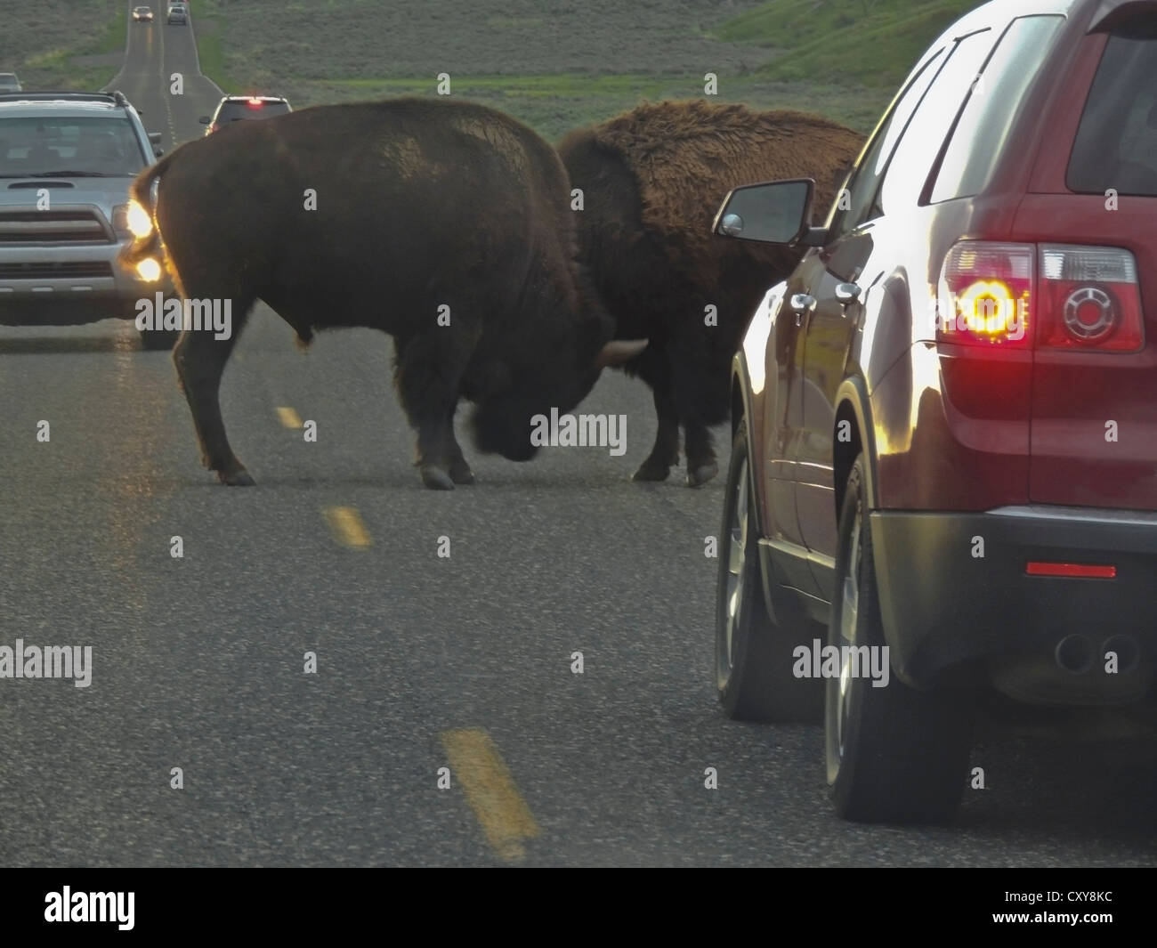 Bison conflict interrupts traffic in Yellowstone National Park, Wyoming. Stock Photo