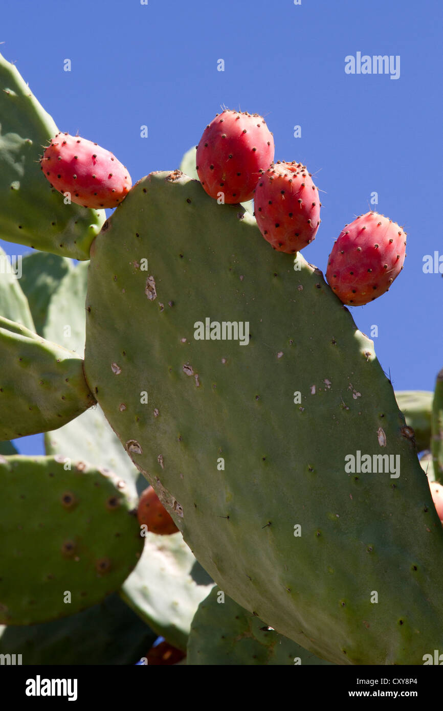 prickly pear fruits plants Majorca Mallorca Balearic Spain Stock Photo