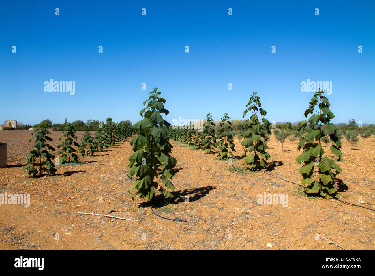 Paulounia Tomentosa plants plantation growing, biomass energy production farming,  Mallorca Majorca Balearic Spain Stock Photo