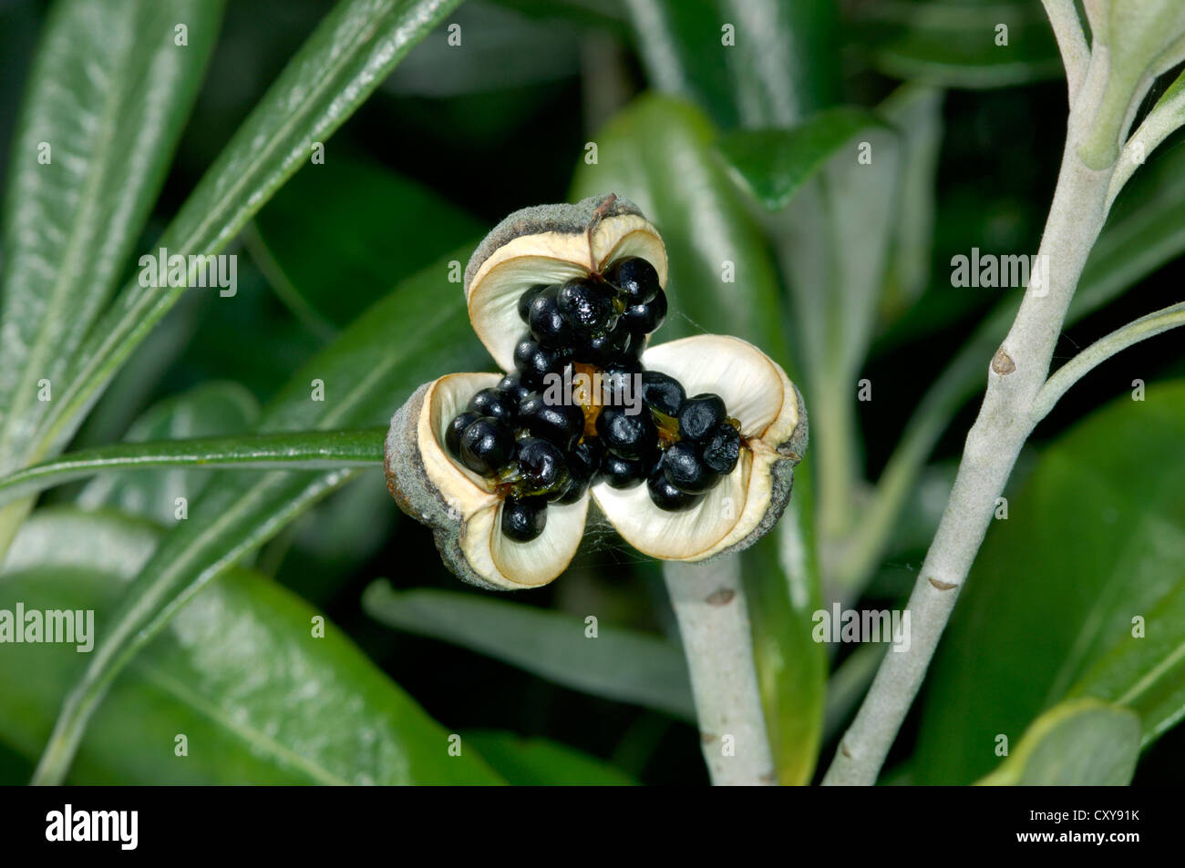 Karo Pittosporum crassifolium (Pittosporaceae) Stock Photo