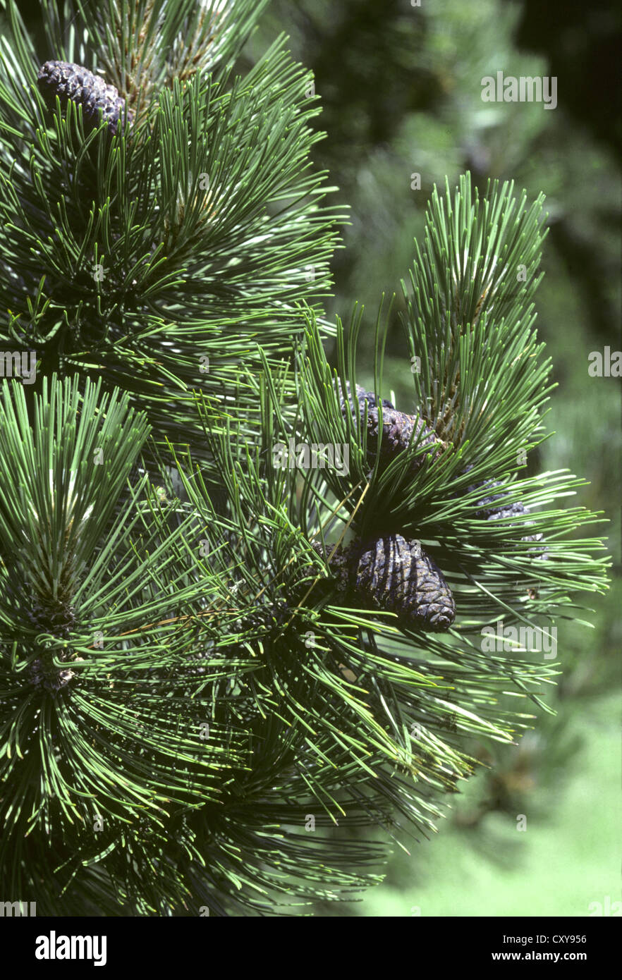 Bosnian Pine Pinus heldriechii (leucodermis) (Pinaceae) Stock Photo