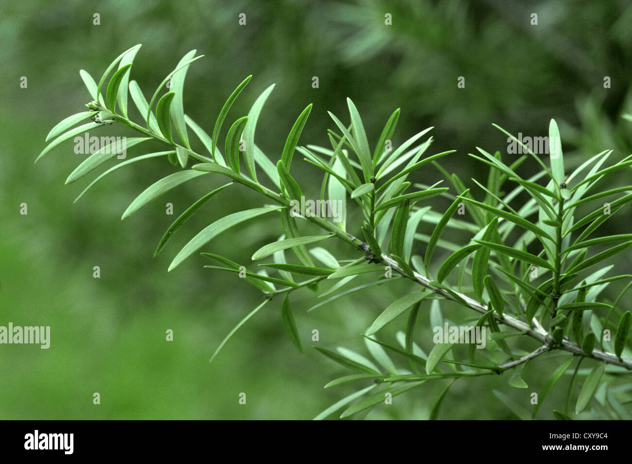 Totara Podocarpus totara (Podocarpaceae) Stock Photo