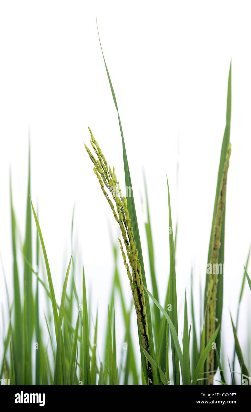 Rice Plant Stock Photos &amp; Rice Plant Stock Images Alamy