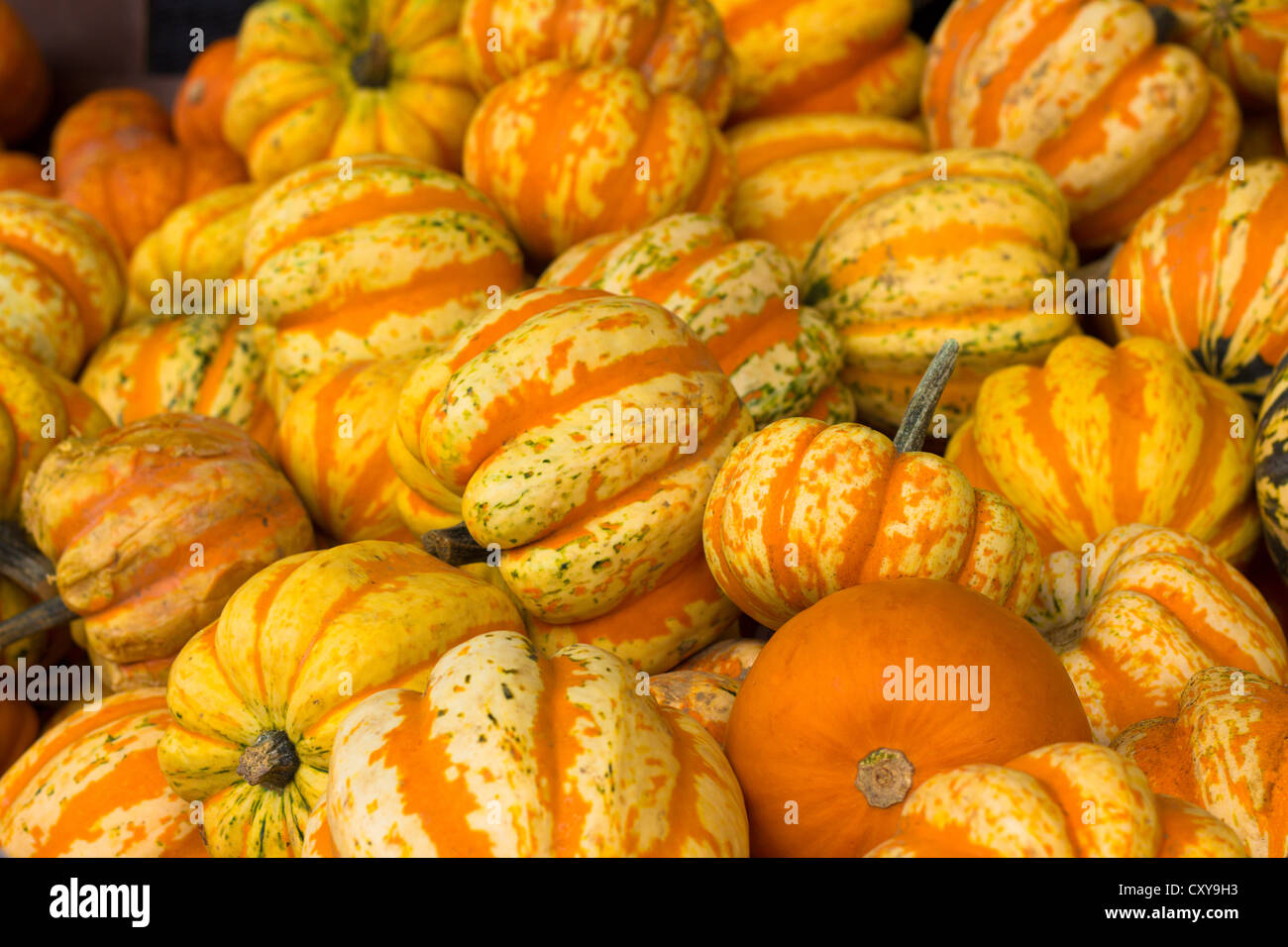 Golden gourds hi-res stock photography and images - Alamy