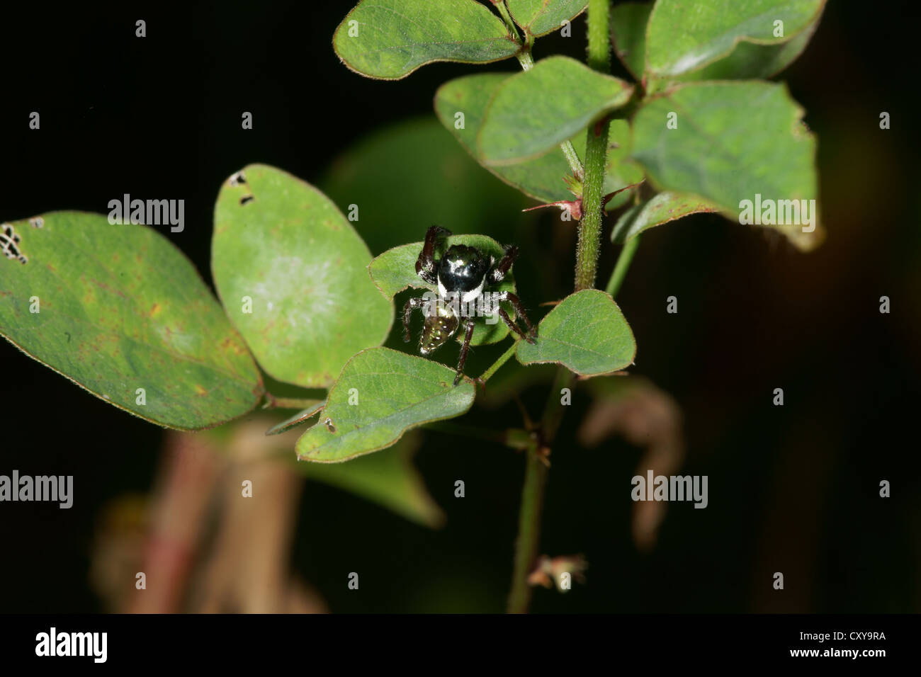 Jumping spider on leaf Stock Photo - Alamy