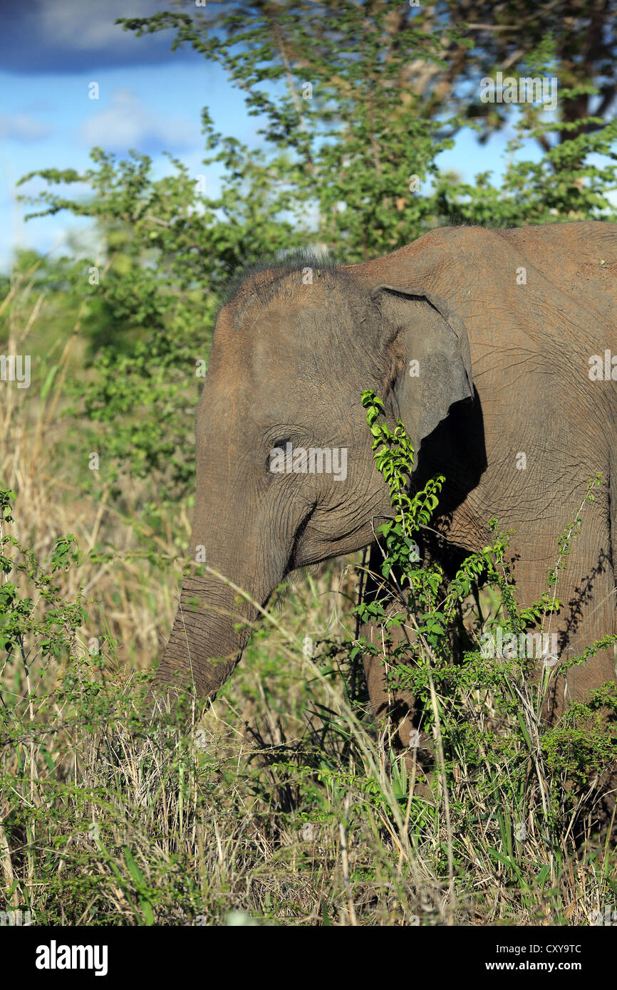 Wild Asian elephant feeding on vegetation inside Uda Walawe National Park in Sri Lanka. Stock Photo