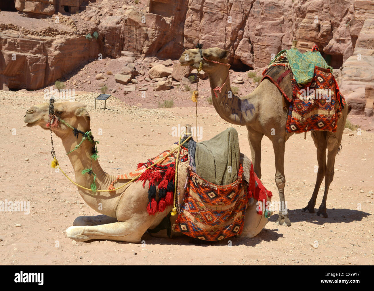 Camels for hire, Petra, Jordan. Stock Photo