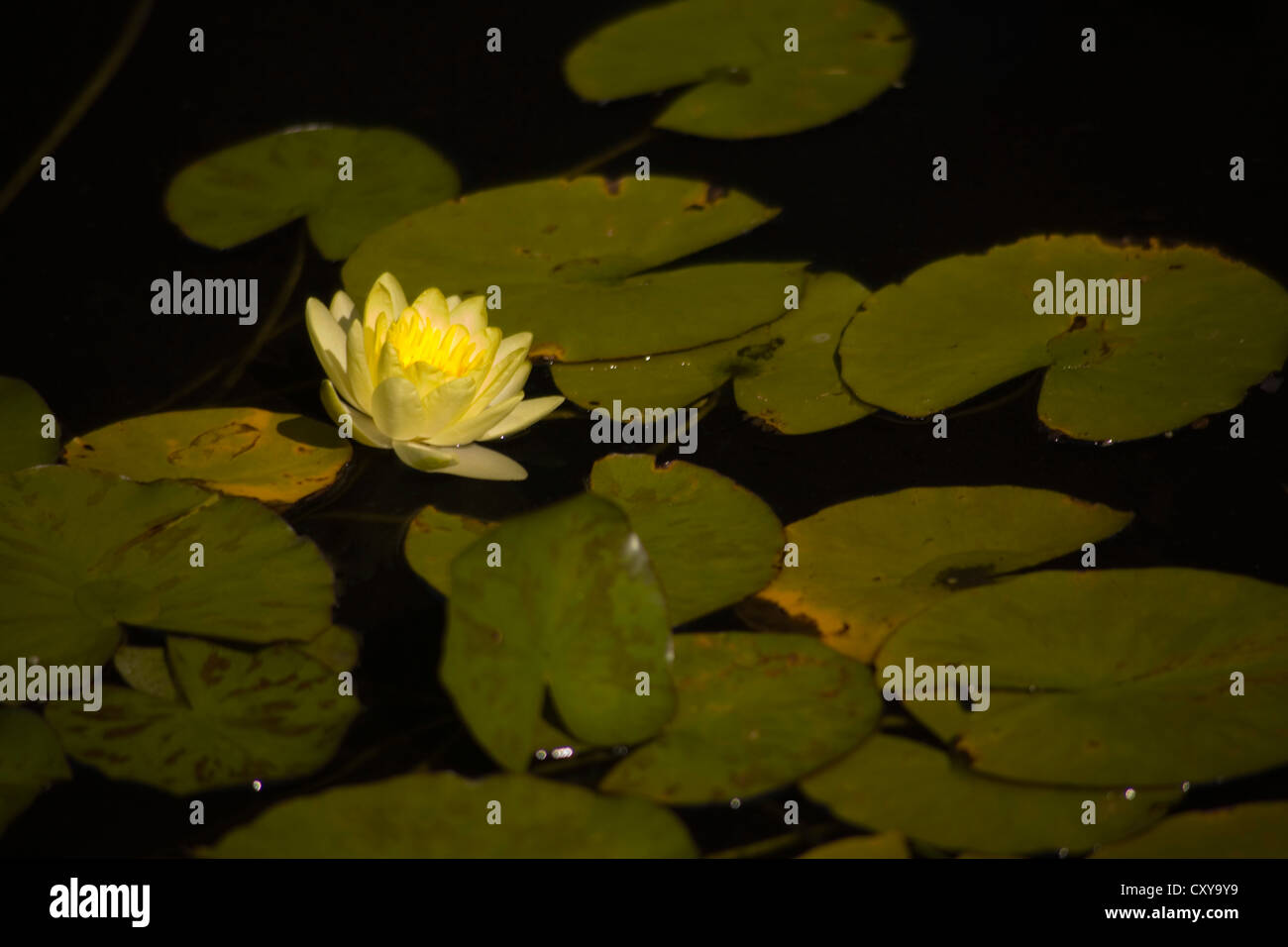 Carnahan Memorial Garden Stock Photo Alamy