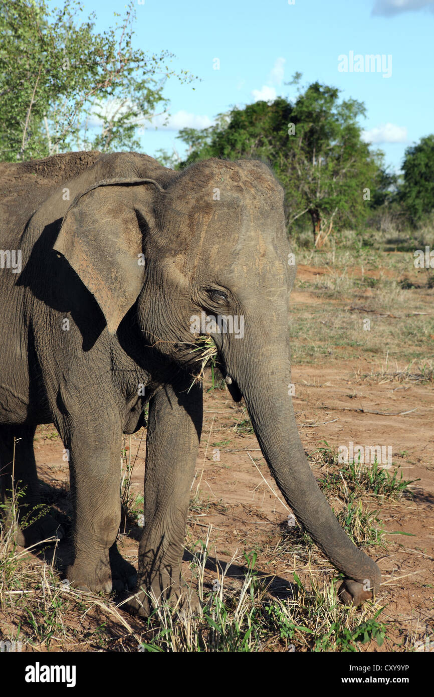 Wild Asian elephant feeding on vegetation inside Uda Walawe National Park in Sri Lanka. Stock Photo