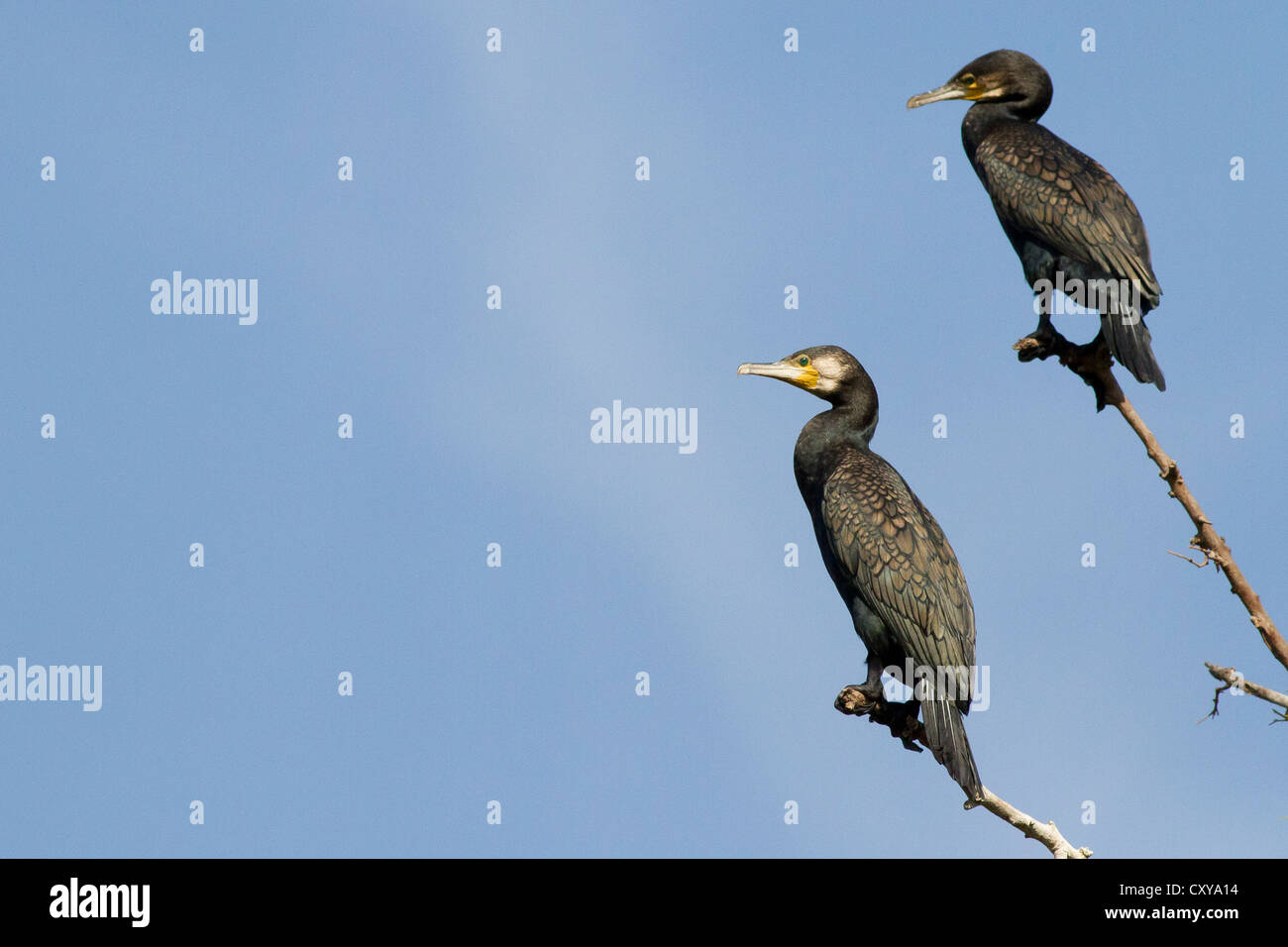 Great Cormorant (Phalacrocorax carbo), Stock Photo