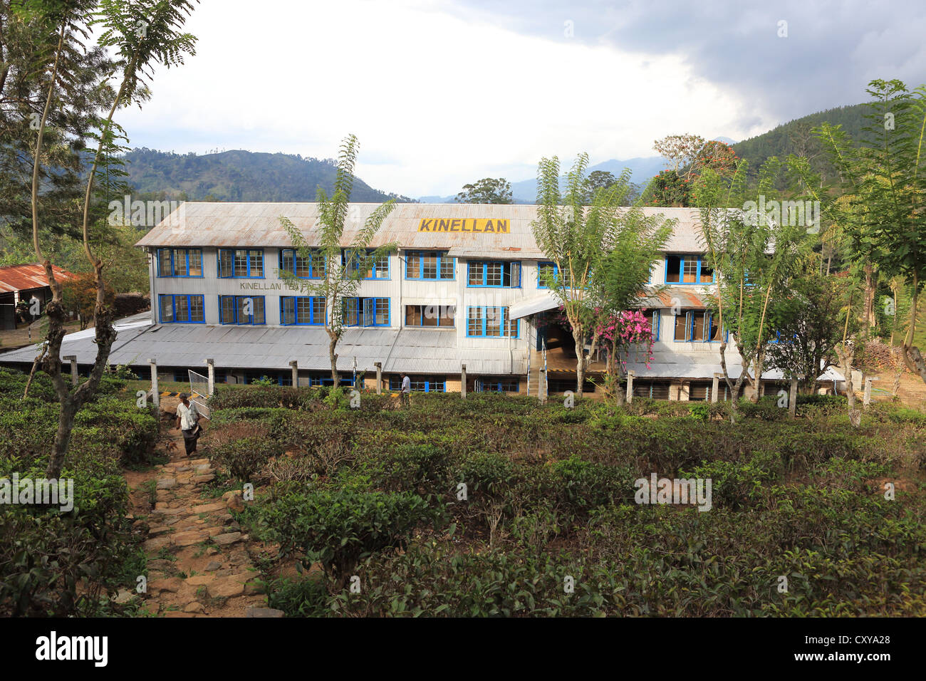 Kinellan tea factory and plantation near Ella in the Sri Lanka