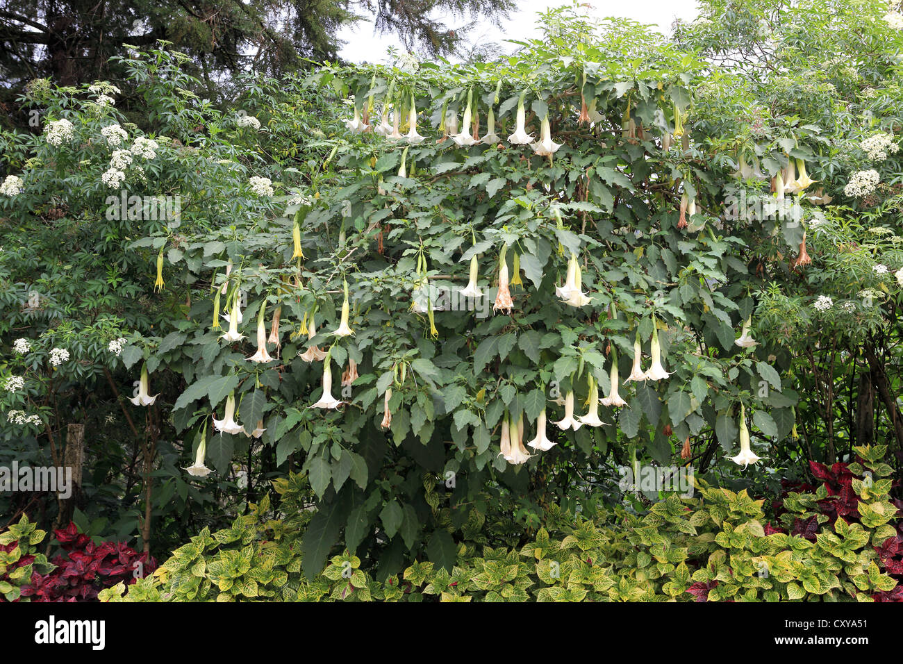 Moonflowers hi-res stock photography and images - Alamy