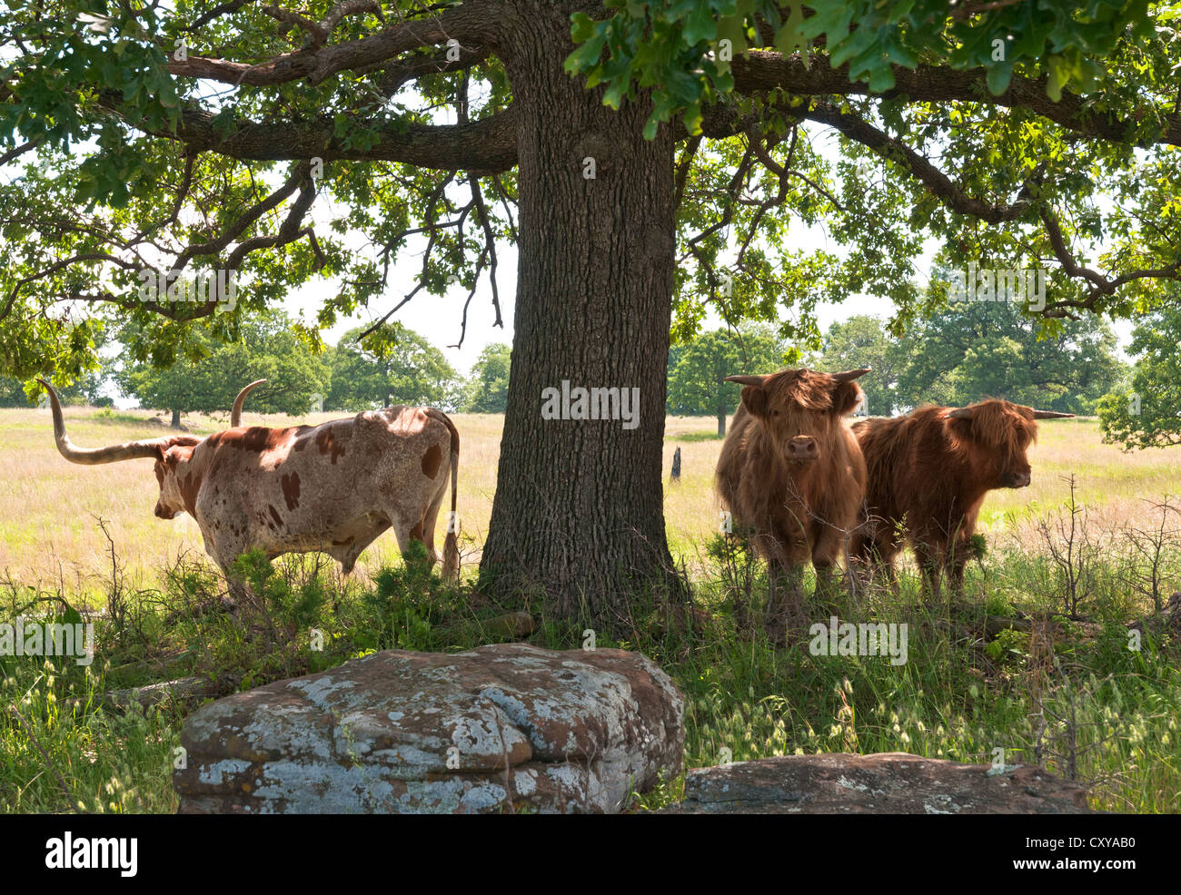 Oklahoma, Bartlesville, Woolaroc Museum & Wildlife Preserve, Longhorn and Highland Cattle. Stock Photo