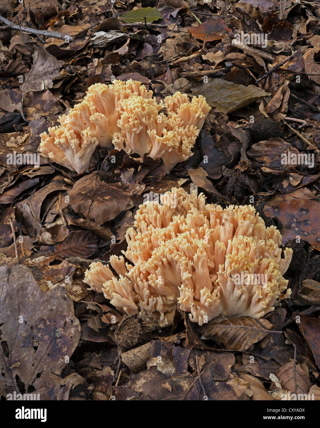 Ramaria stricta Rooted wood coral Stock Photo