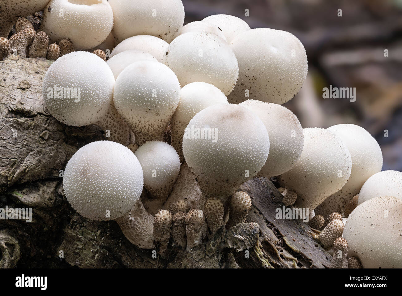 Lycoperdon pyriforme Common stump puffball growing on dead stump at Lady Park Wood National Nature Reserve Stock Photo