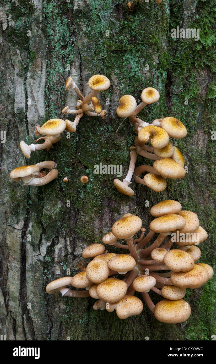 Bunch of Honey Fungus grows on old hornbeam tree closeup Stock Photo