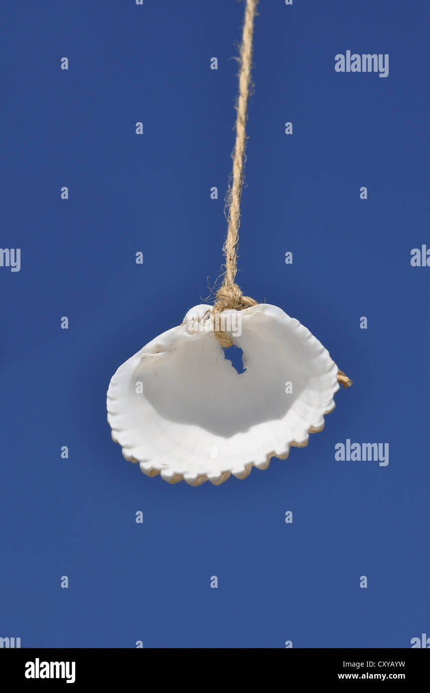 Suspended Shell Shell suspended in the air Stock Photo - Alamy