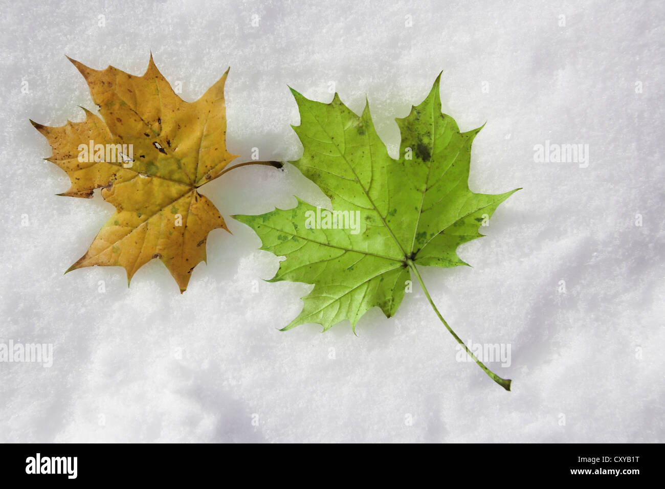 Different coloured acer leaves hi-res stock photography and images - Alamy