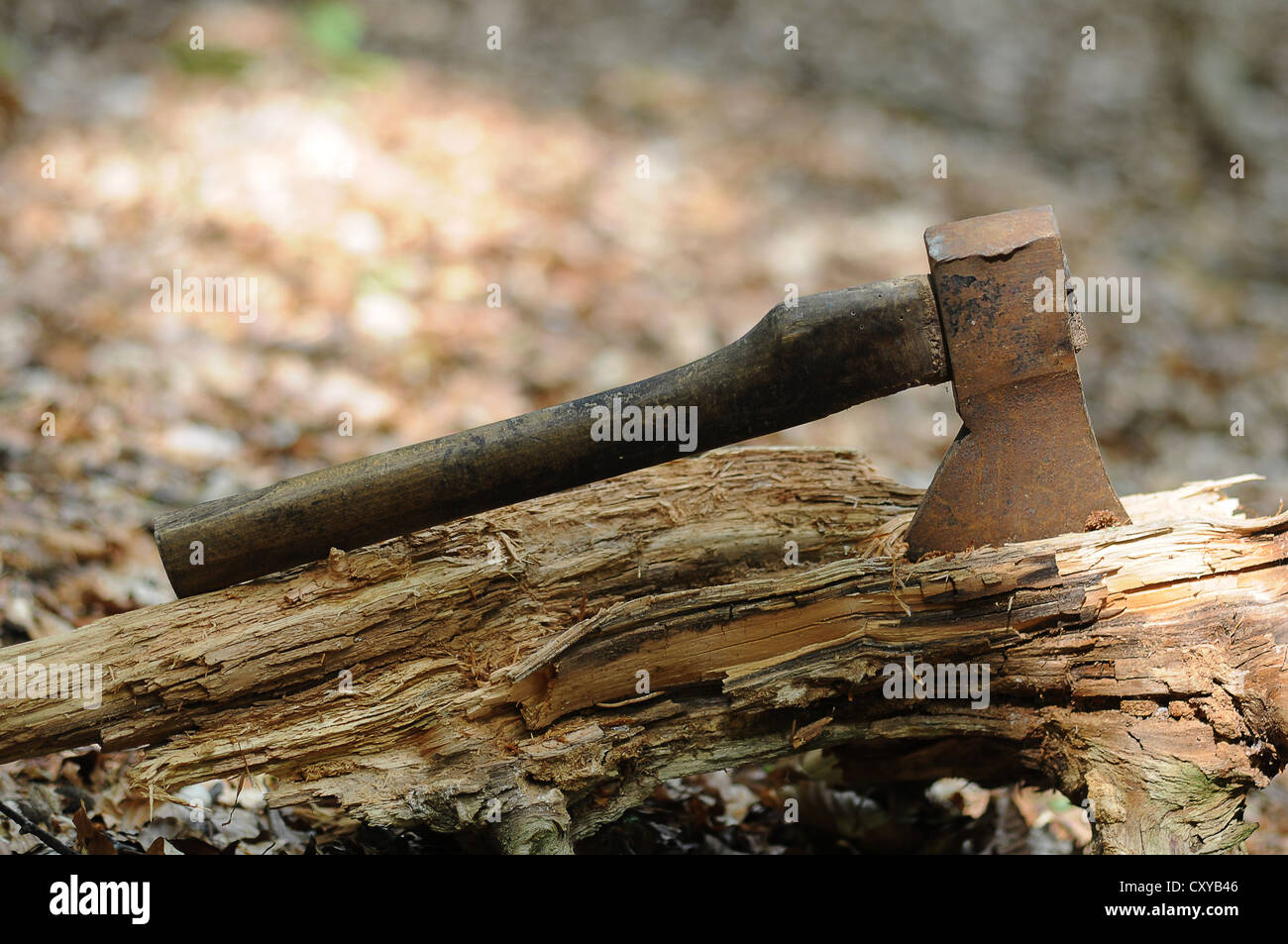 Rusty old axe in the forest Stock Photo Alamy