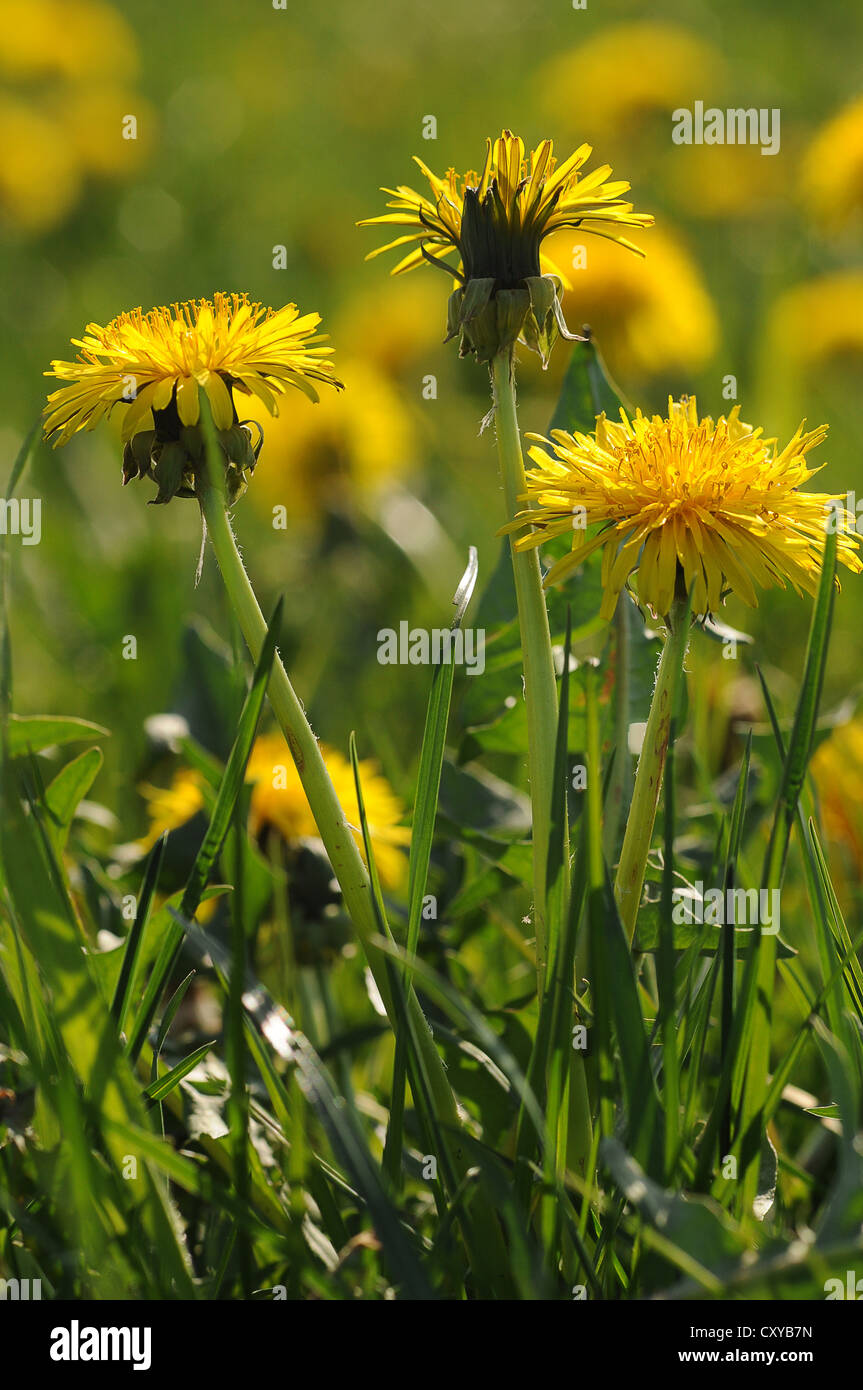 Dandelion taraxacum sp hi-res stock photography and images - Alamy