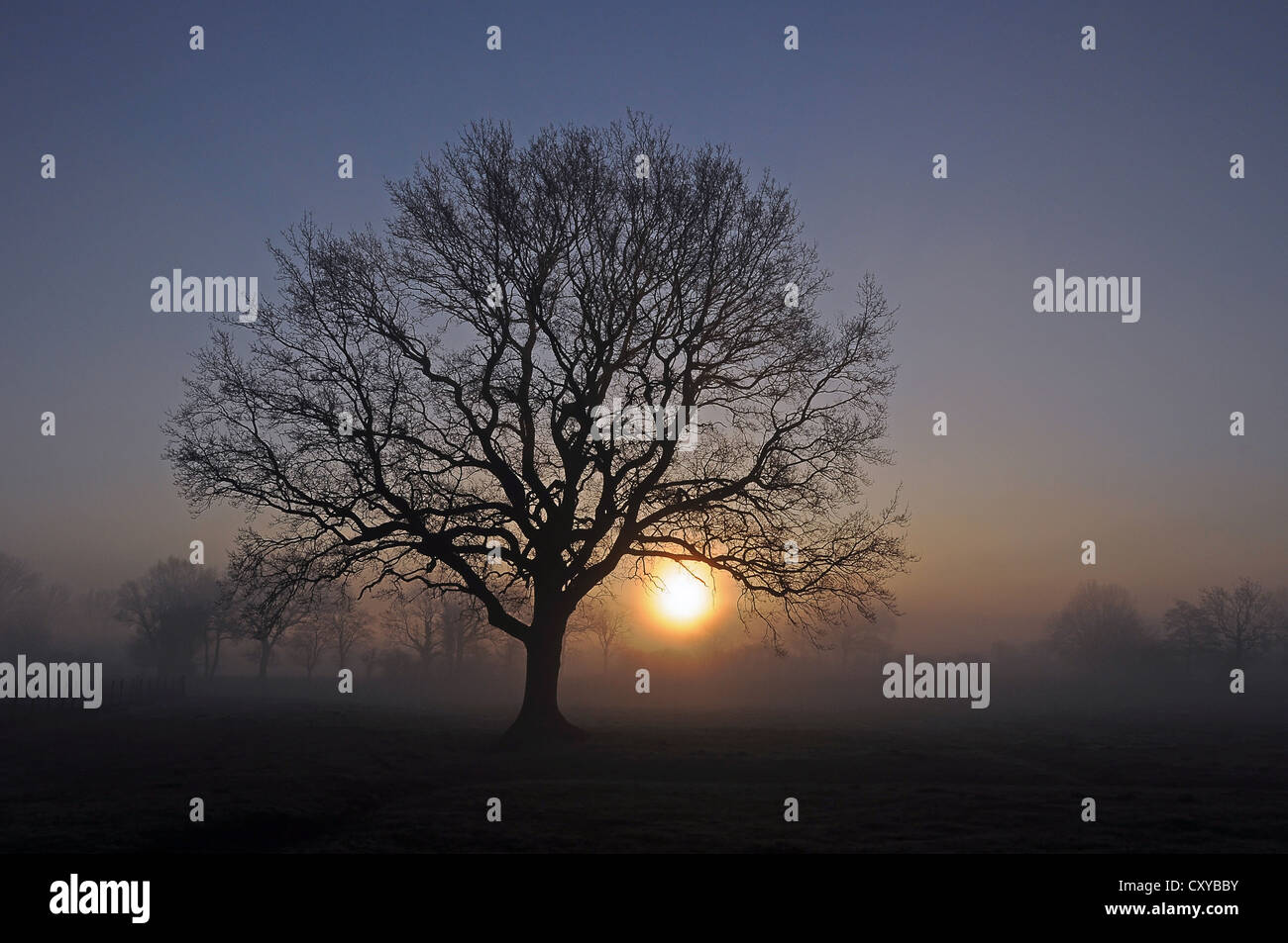 Old oak sunrise silhouette hi-res stock photography and images - Alamy