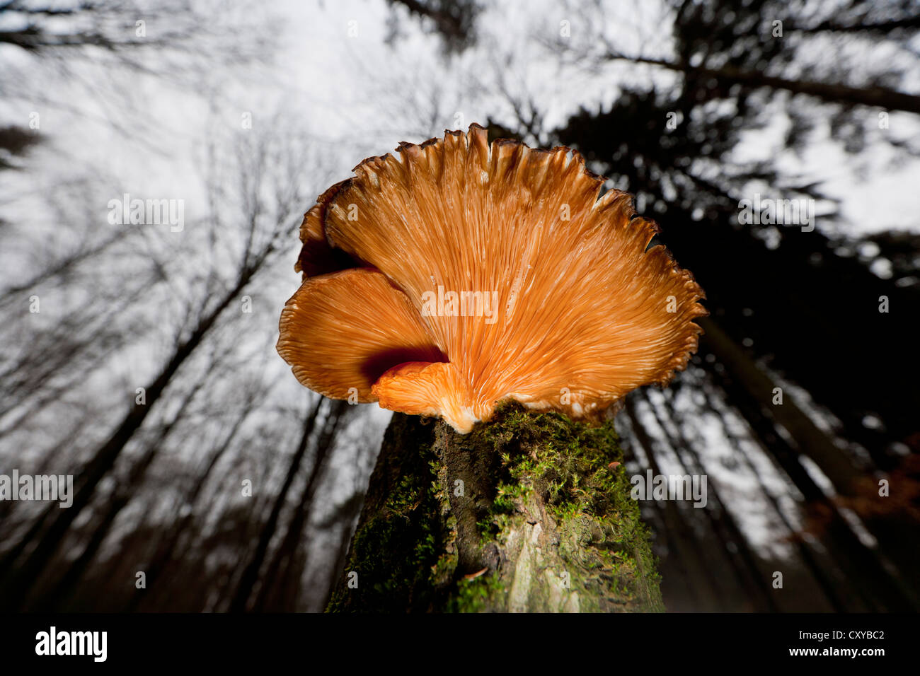 Oyster mushroom (Pleurotus ostreatus), growing on a tree trunk