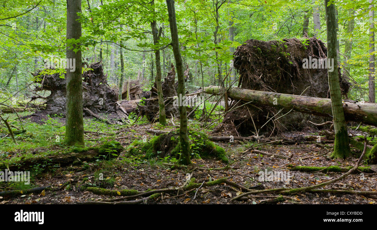 Monumental broken trees lying under canopy of deciduous stand of ...