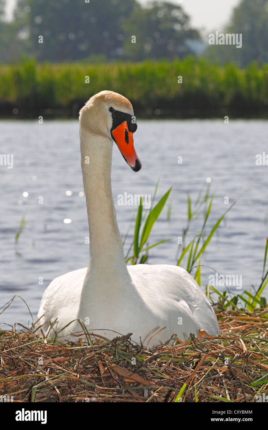 Nesting and breeding mute swan (Cygnus olor), sitting on nest Stock