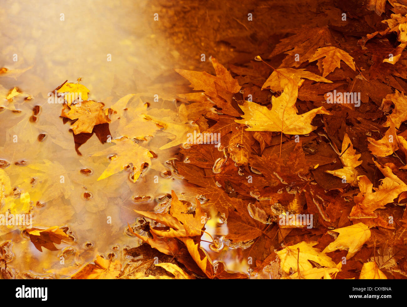 RBQOKJ 10x10ft Autumn Leaves Backdrop Golden Yellow Forest Photography Background Fall Holiday Party Photo Backdrops Studio Prop