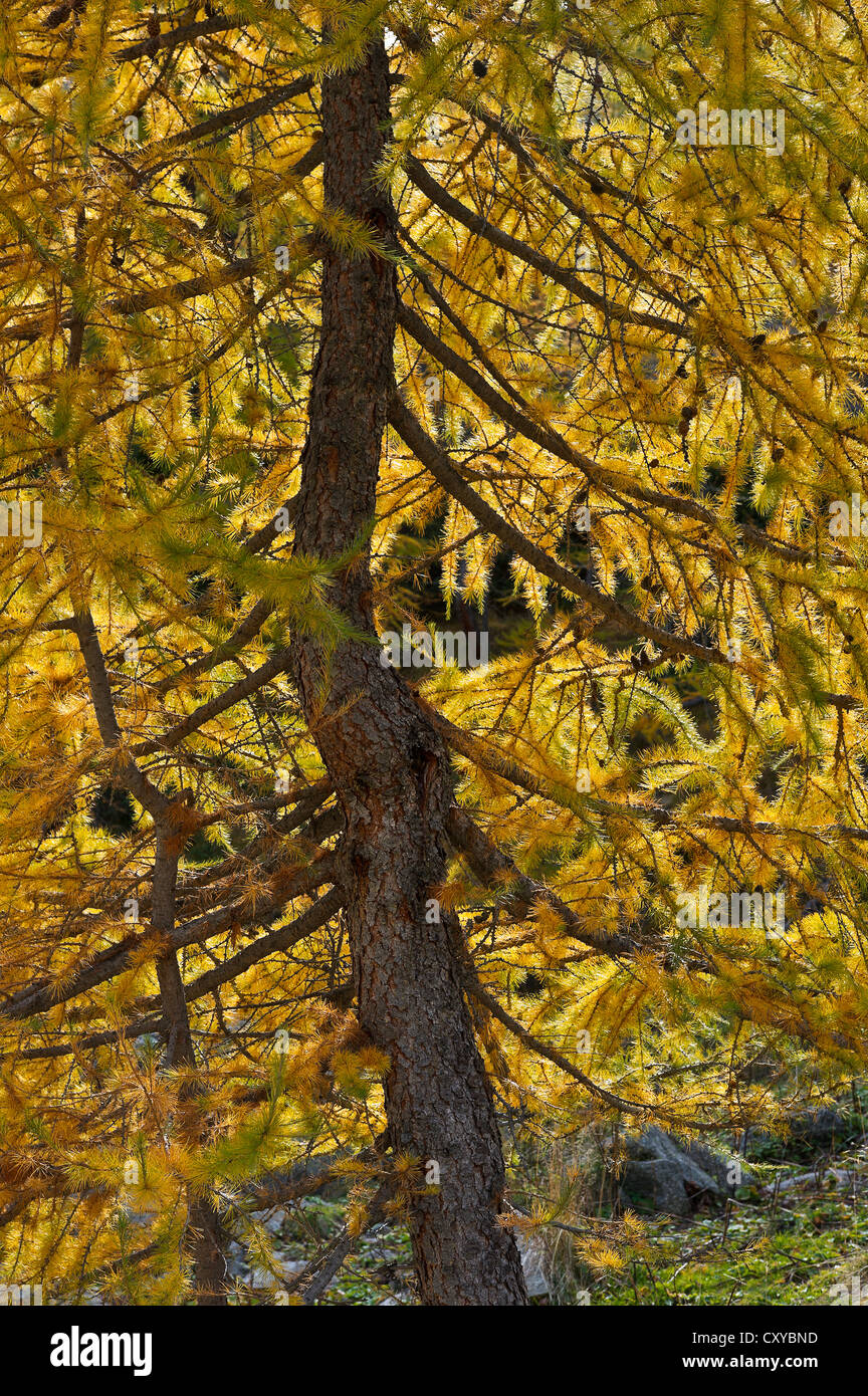 a larch in autumn, Gran Paradiso NP, Piedmont, Italy Stock Photo