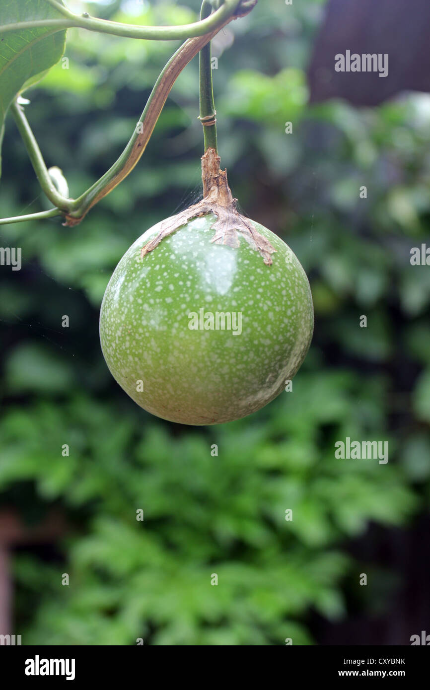 Fruit of passiflora edulis commonly called passion fruit Stock Photo
