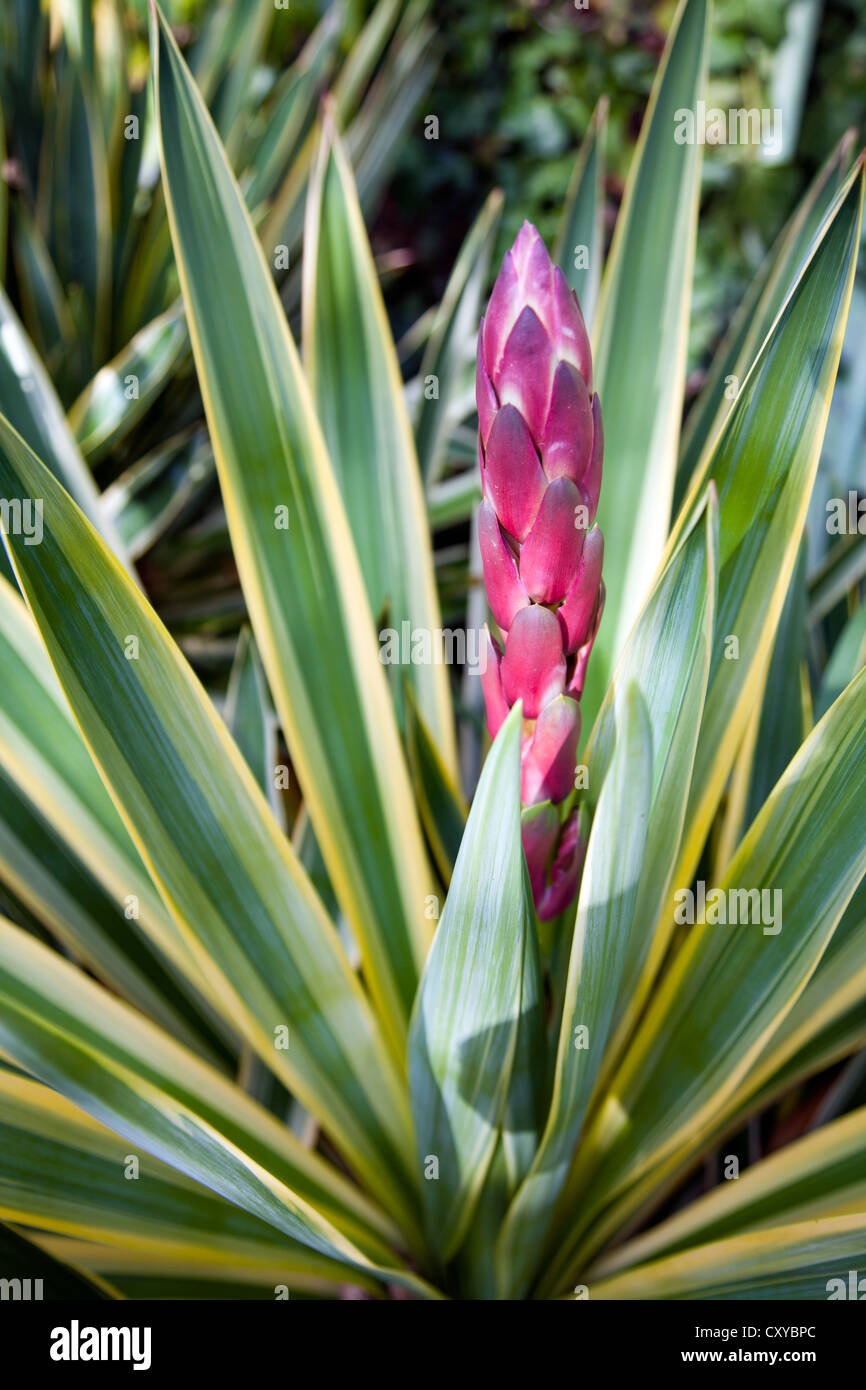 Yucca Filamentosa - needle bud before opening into flowers Stock Photo
