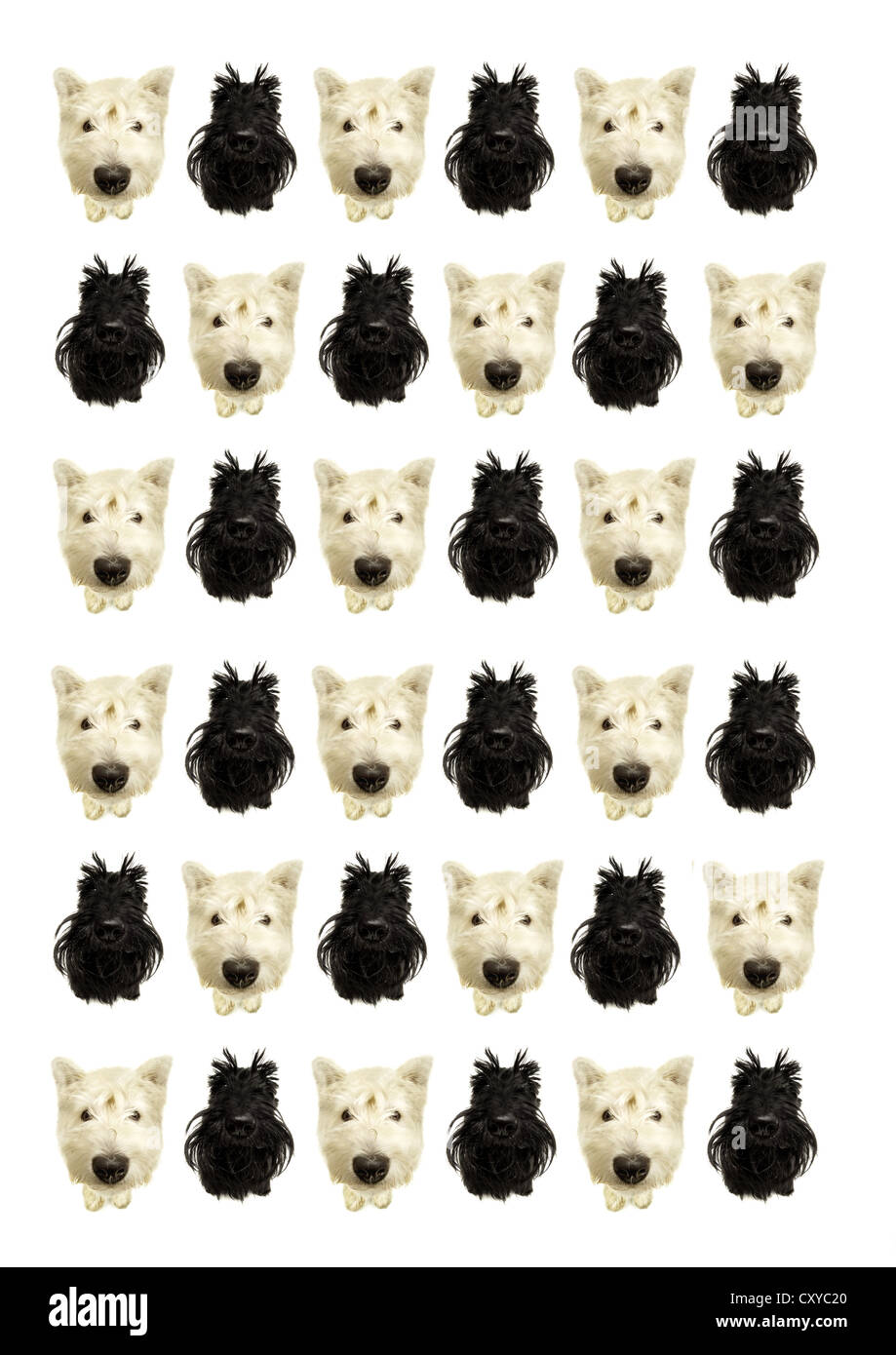West Highland White Terrier and a Scottish Terrier repeated in rows, composing Stock Photo