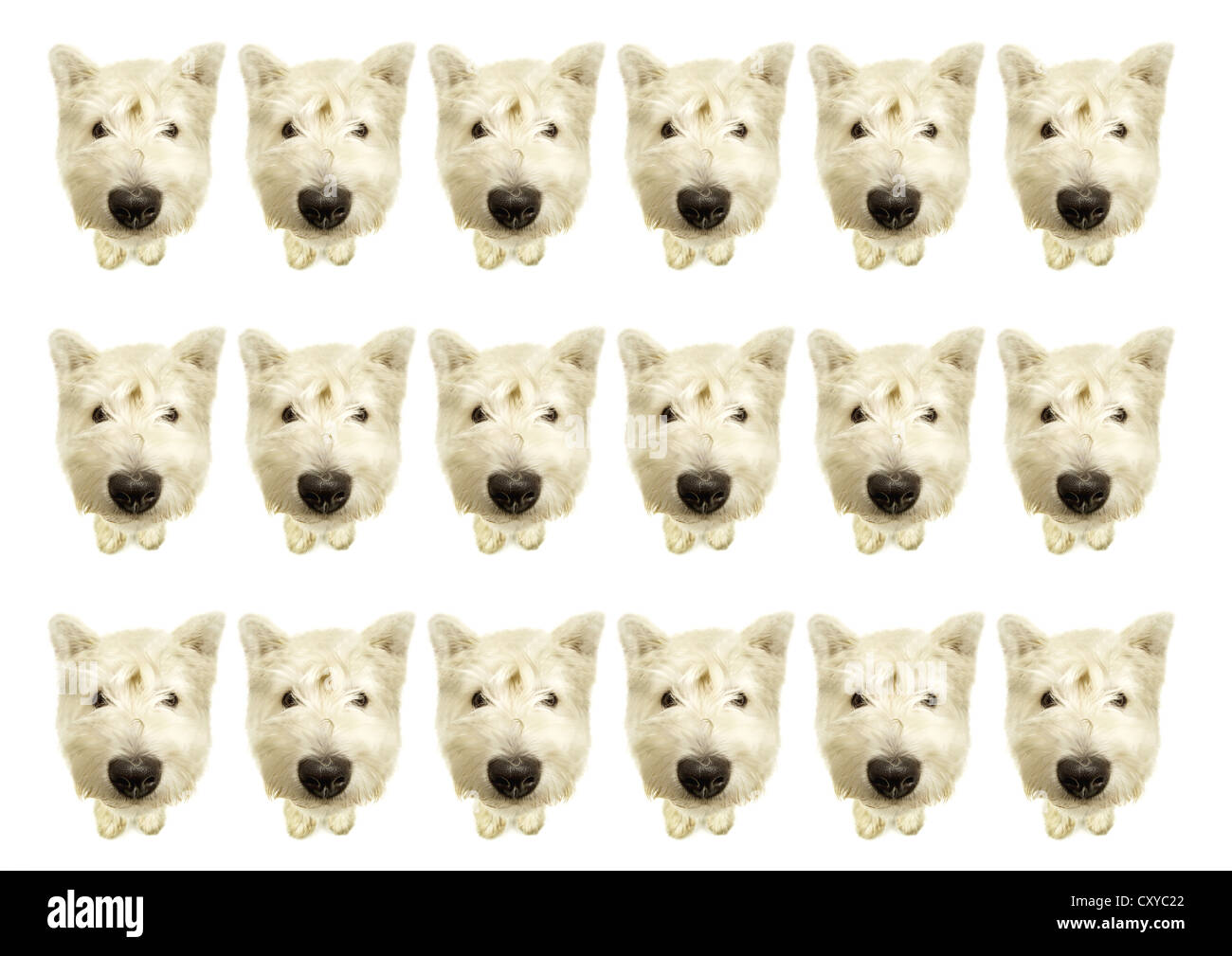 West Highland White Terrier, repeated in rows, composing Stock Photo