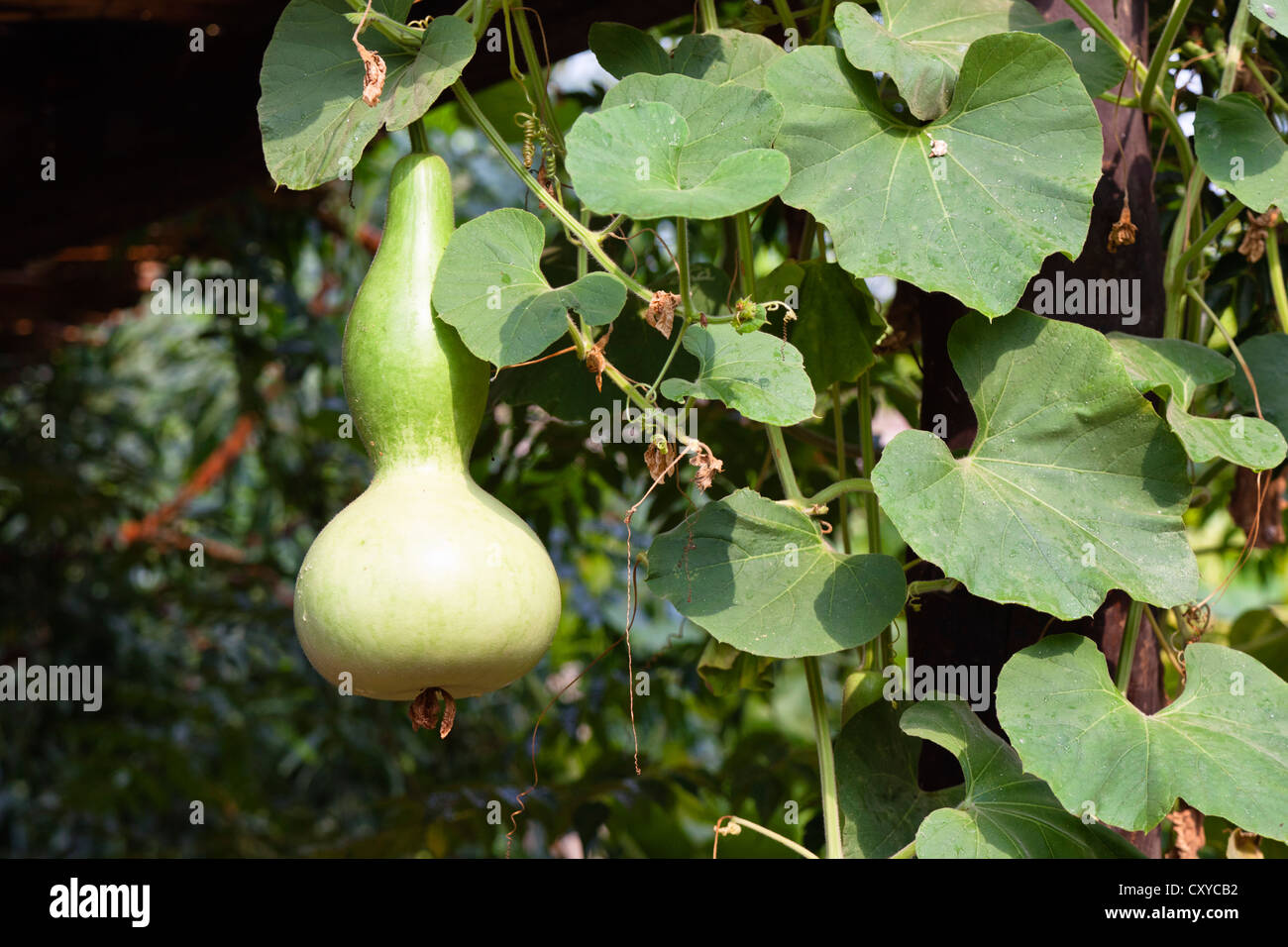 Bottle gourd, calabash gourd (Lagenaria siceraria), Lycia, Turkey, Asia