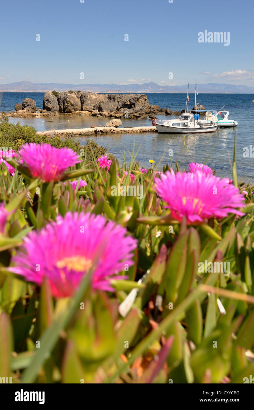 Sailing boats and flowering stonecrops (Sedum sp.), in the harbour of the Island of Tabarca, Isla de Tabarca, Alicante province Stock Photo