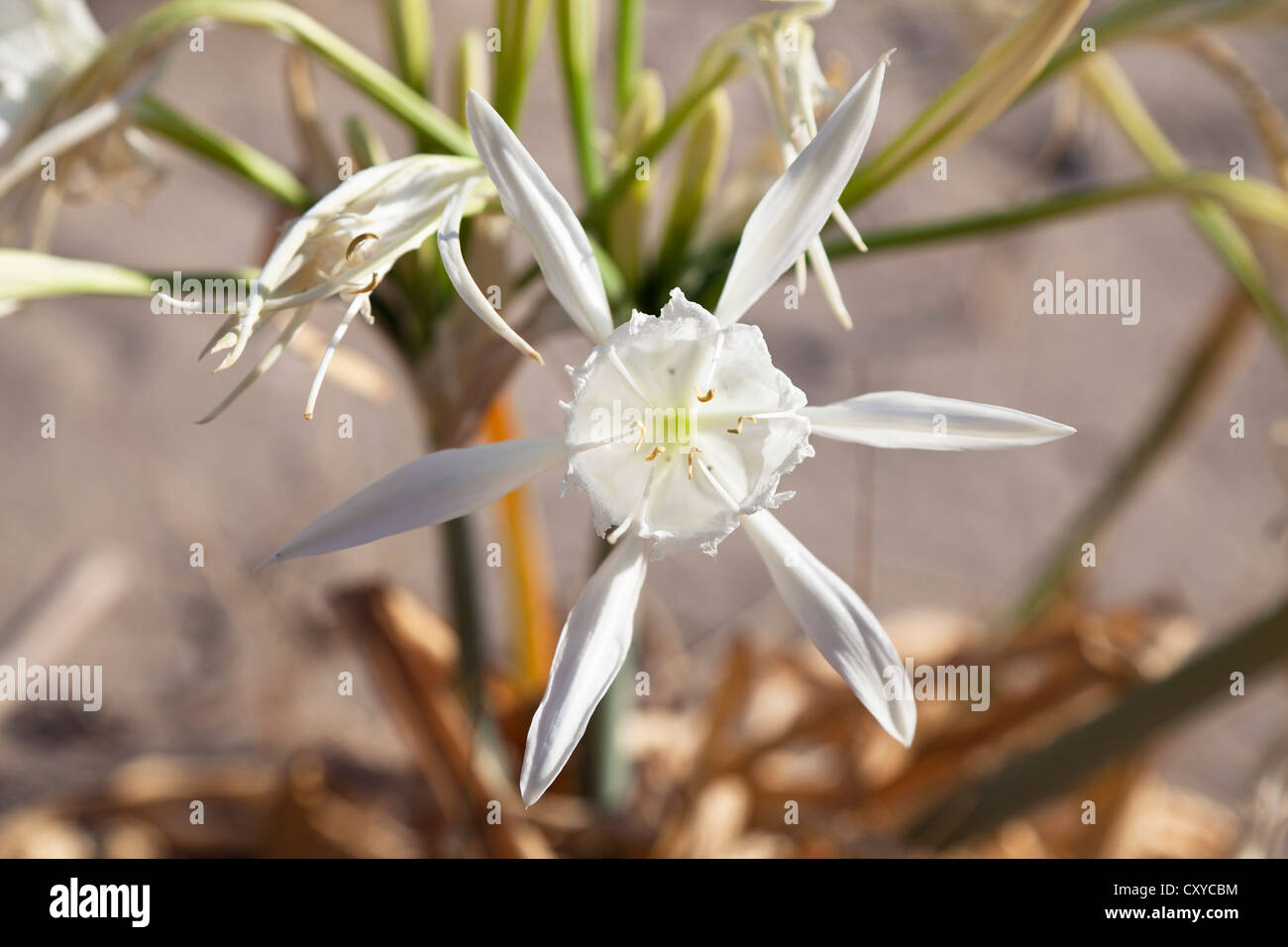 Sea Daffodil, Sand Daffodil or Sand Lily (Pancratium maritimum) on