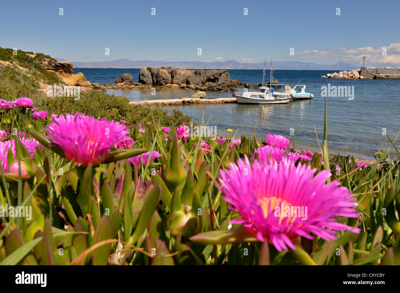 Sailing boats and flowering stonecrops (Sedum sp.), in the harbour of the Island of Tabarca, Isla de Tabarca, Alicante province Stock Photo