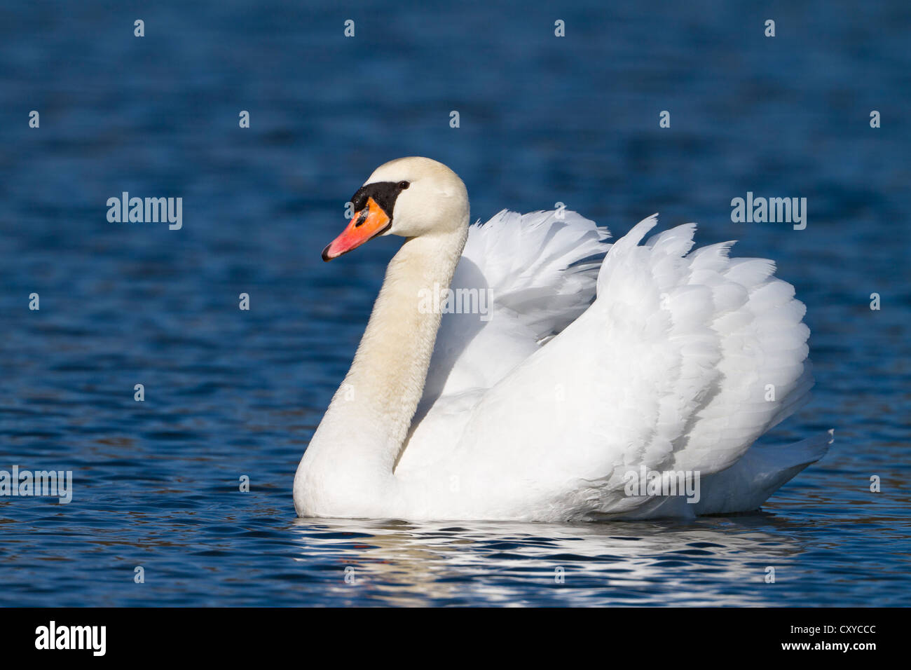 Mute Swan (Cygnus olor), male, Upper Bavaria, Bavaria Stock Photo
