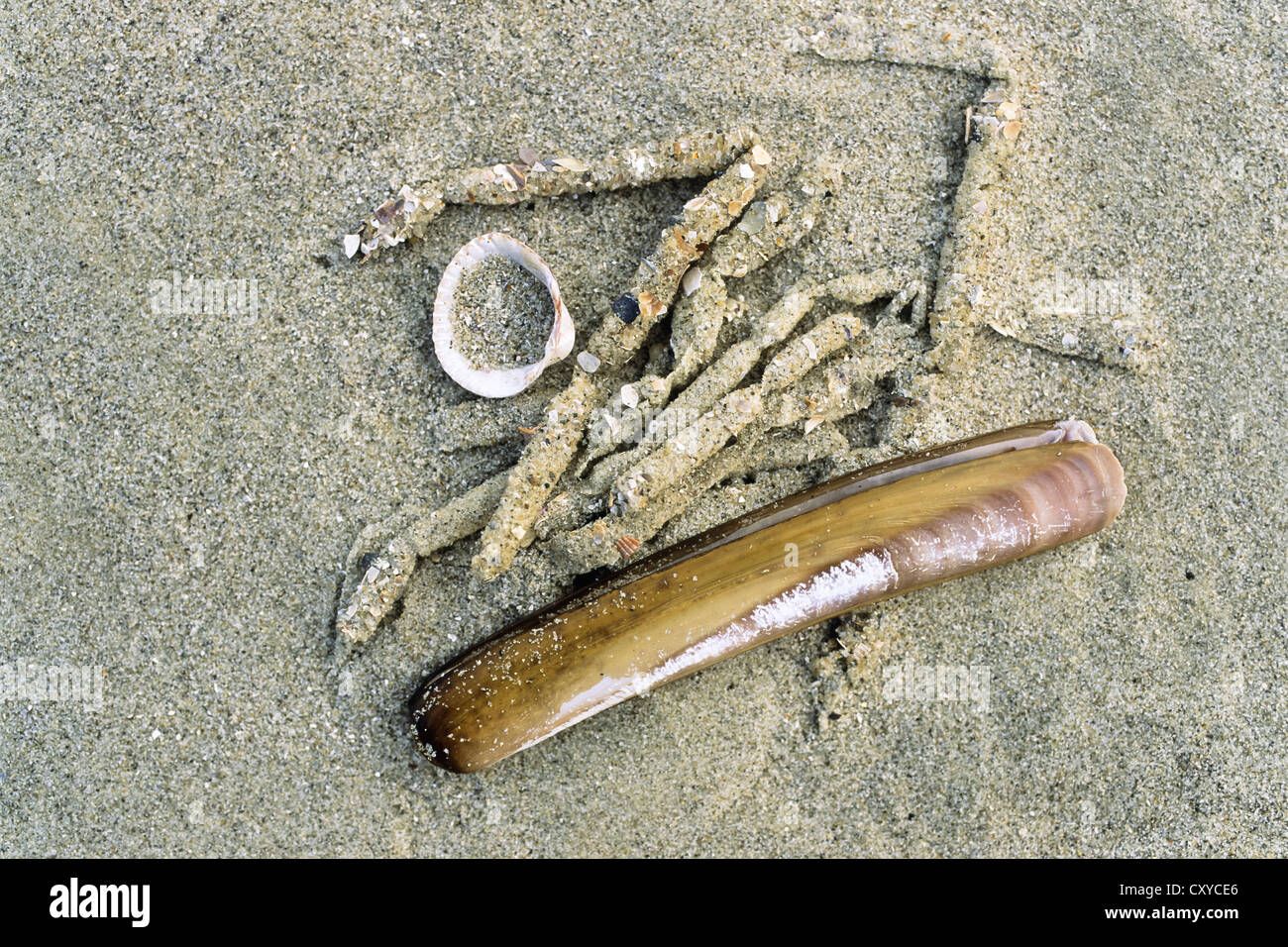 Mussels in mud flats, Cockle (Cardium edule), Sword Razor (Ensis ensis), sand tubes of Trumpet Worms (Pectinaria koreni) Stock Photo