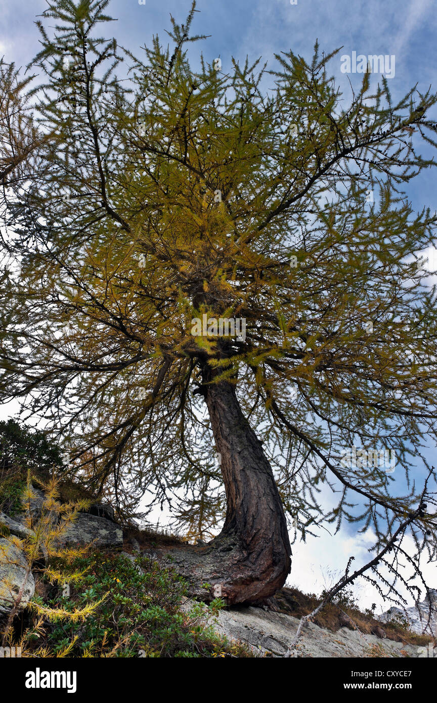 Geotropism tree hi-res stock photography and images - Alamy