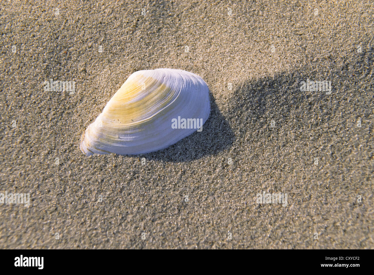 Mya Arenaria Hi Res Stock Photography And Images Alamy