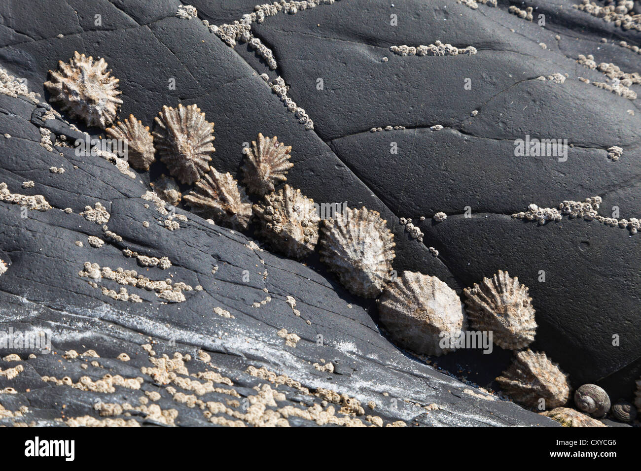 Sea snails (Patella coerulea) in the surf zone, Atlantic, Portugal, Europe Stock Photo