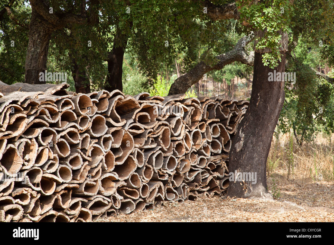 Harvested bark of cork oaks (Quercus suber), Serra de Monchique, Algarve, Portugal, Europe Stock Photo
