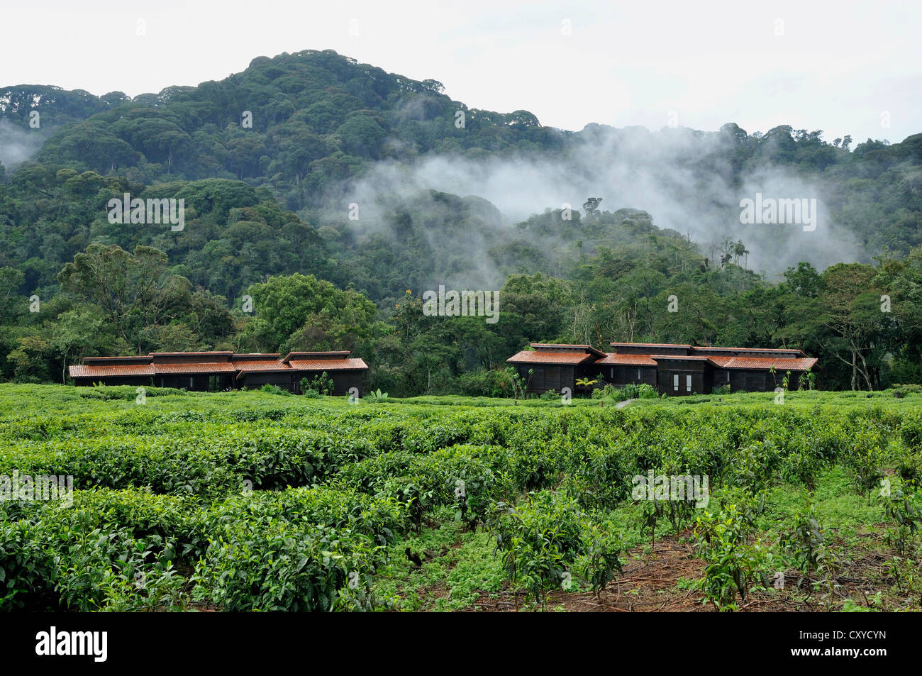 Chalets of the Nyungwe Forest Lodge, Nyungwe National Park, Rwanda, Africa Stock Photo